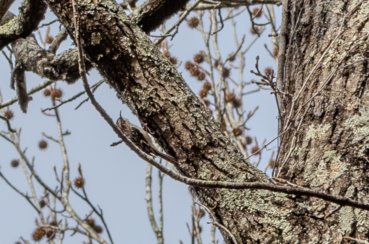 Brown Creeper - ML627835102