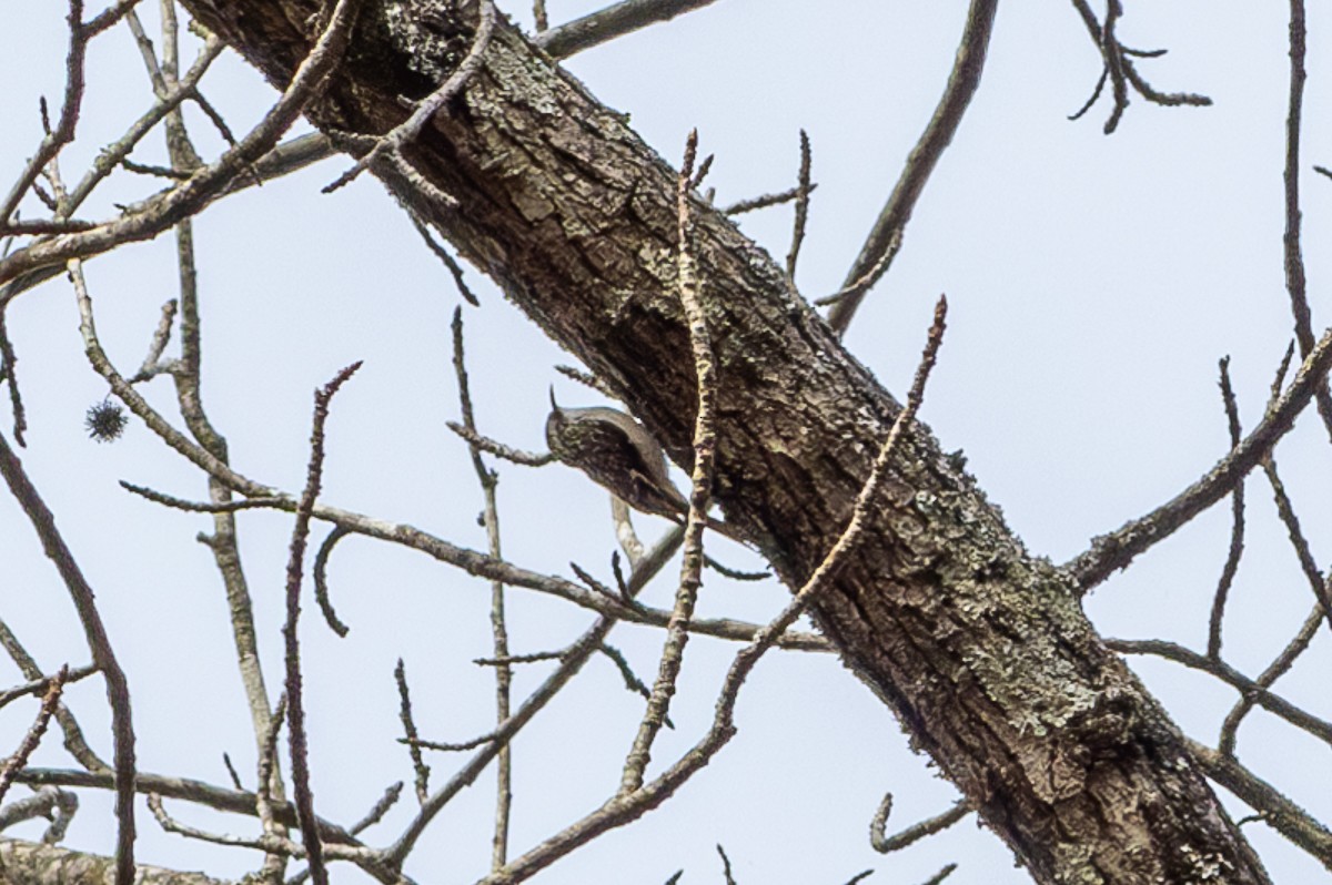 Brown Creeper - ML627835103