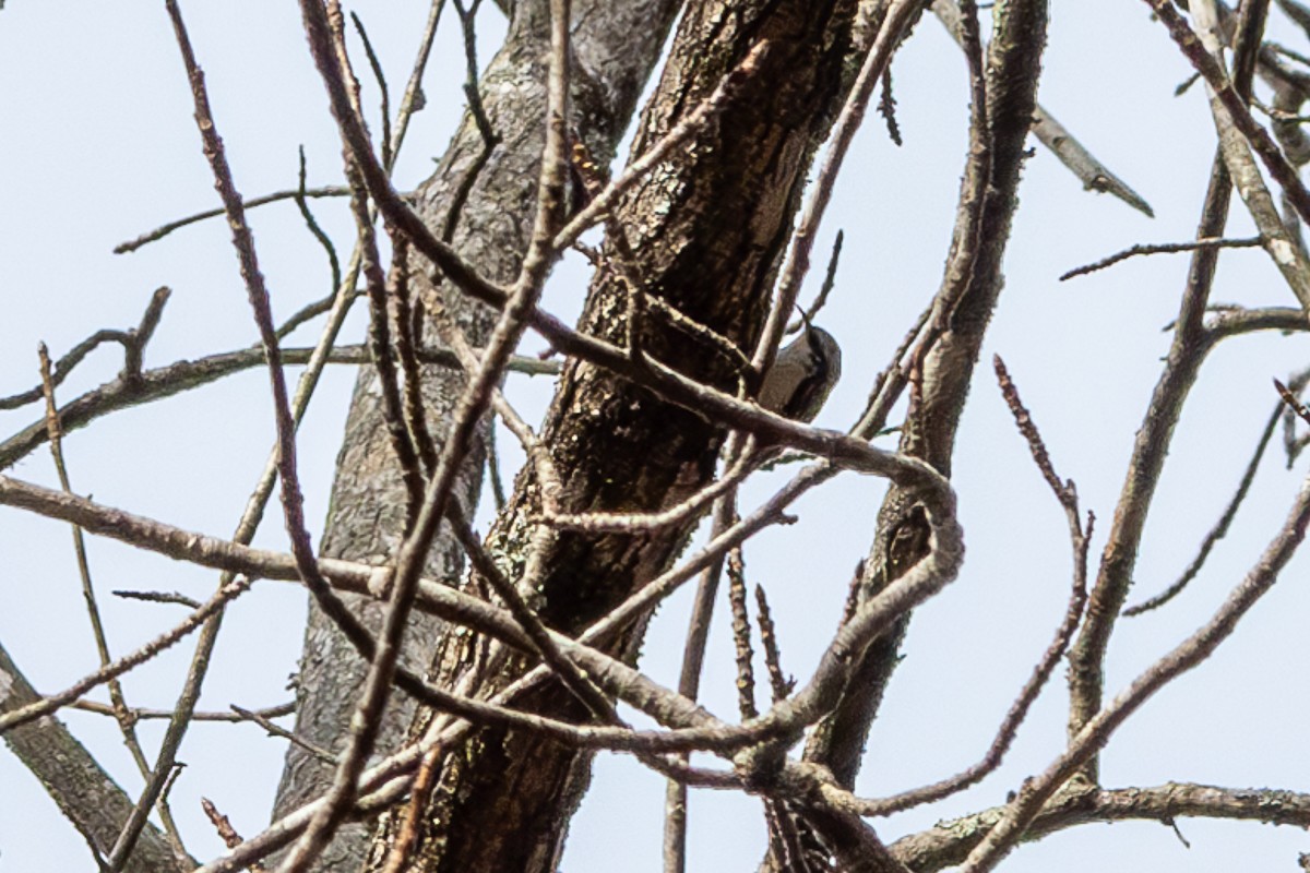 Brown Creeper - ML627835104