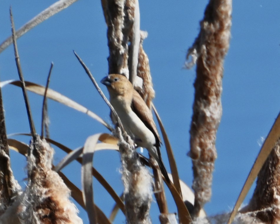 African Silverbill - ML627835112