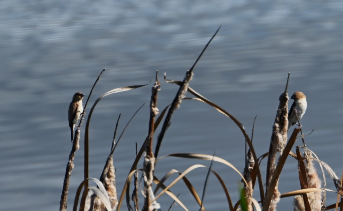 African Silverbill - ML627835113