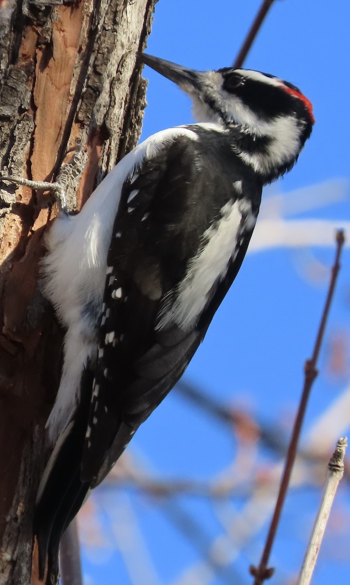 Hairy Woodpecker - ML627835130