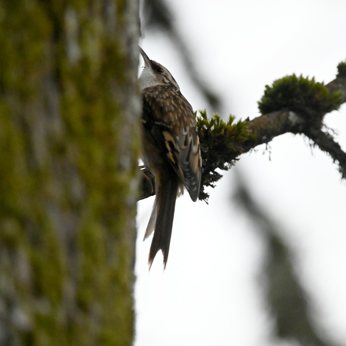 Brown Creeper - ML627835133