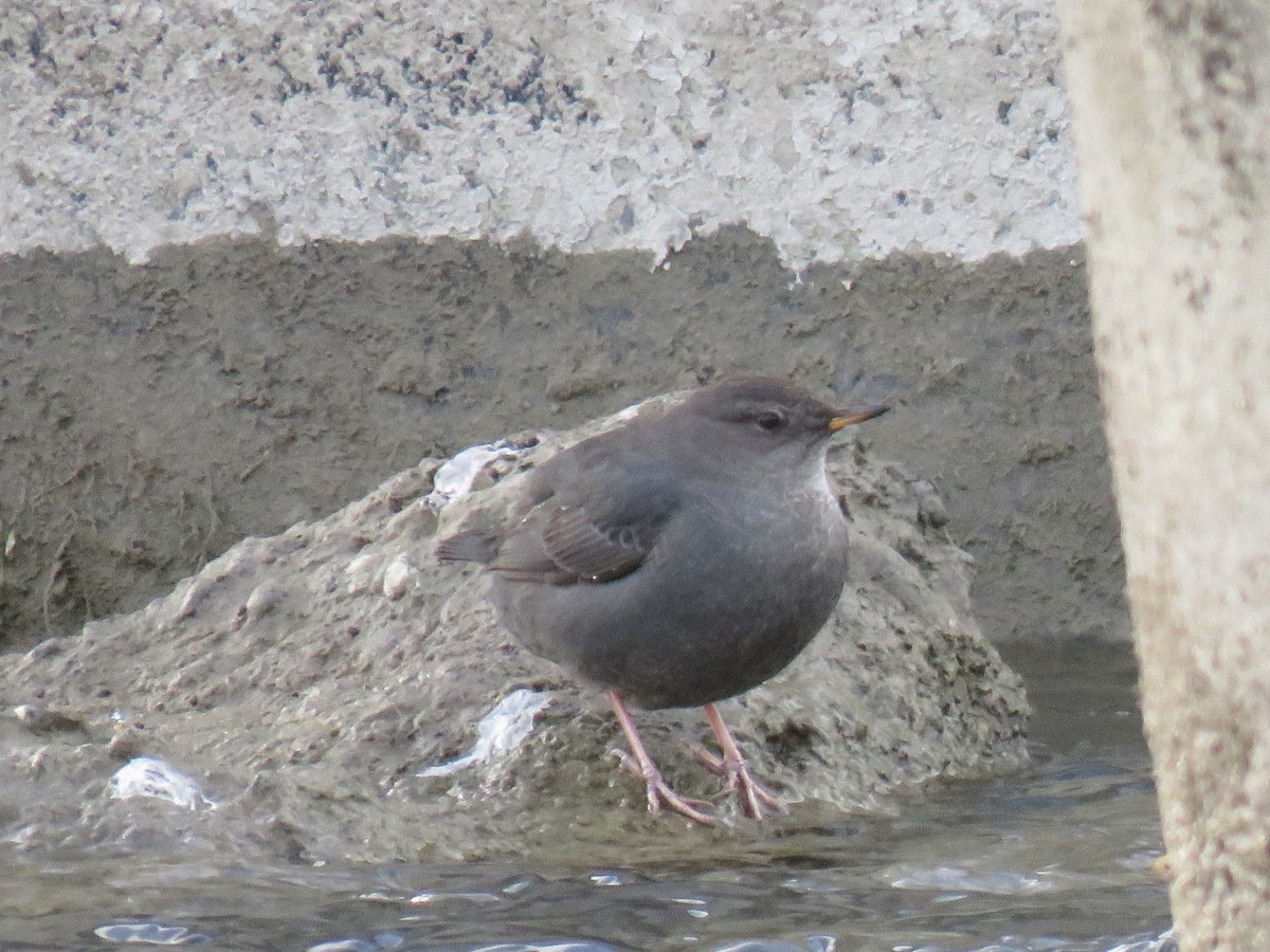 American Dipper - ML627835134