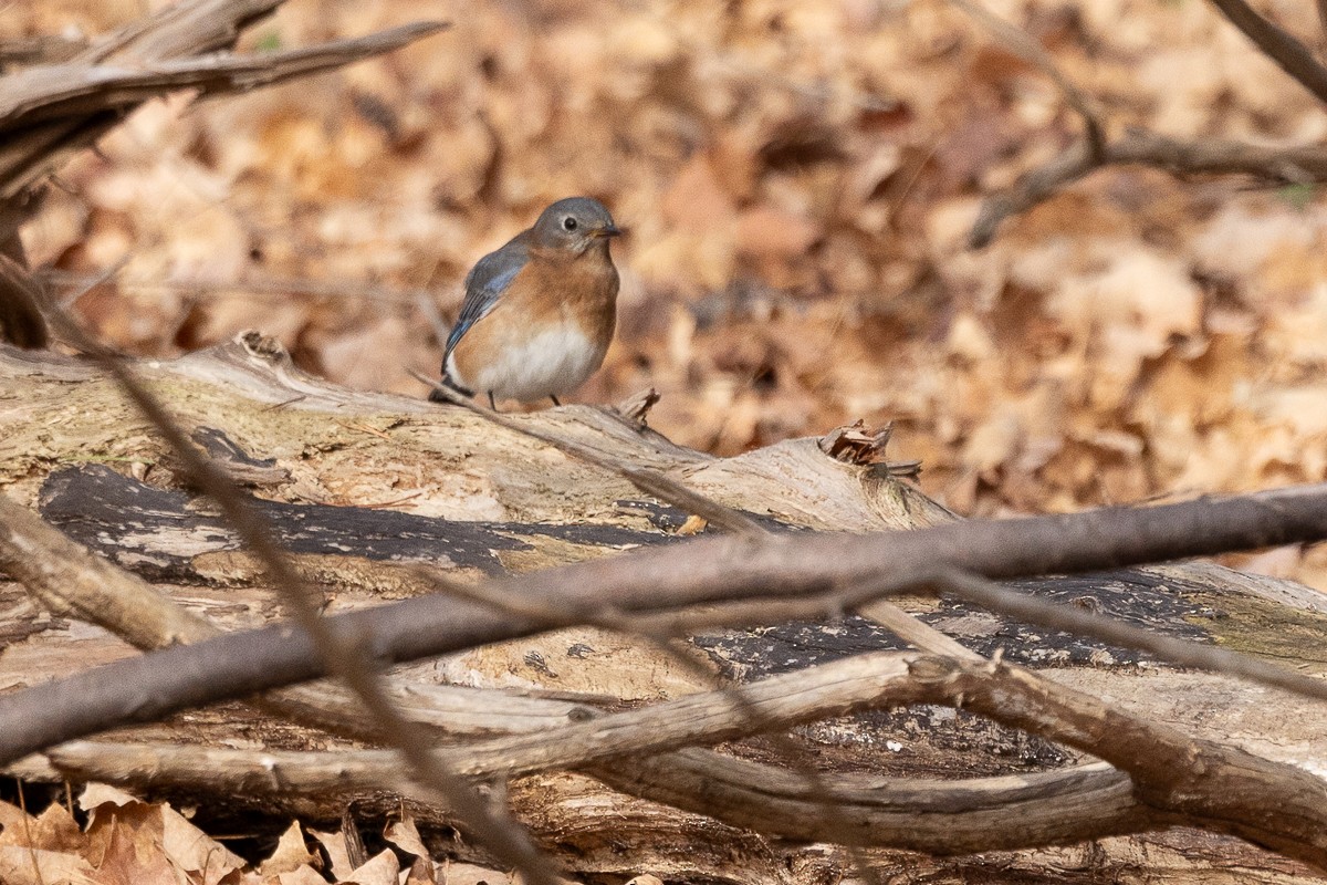 Eastern Bluebird - ML627835143