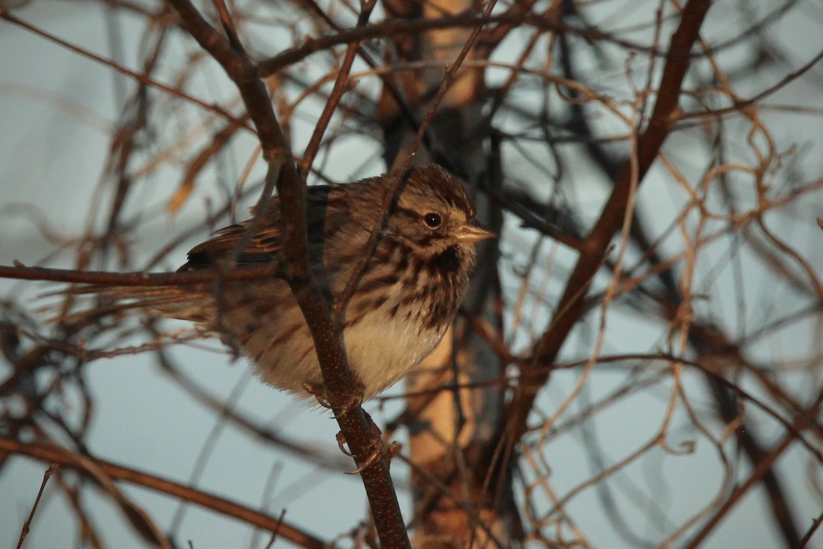 Song Sparrow - ML627835147