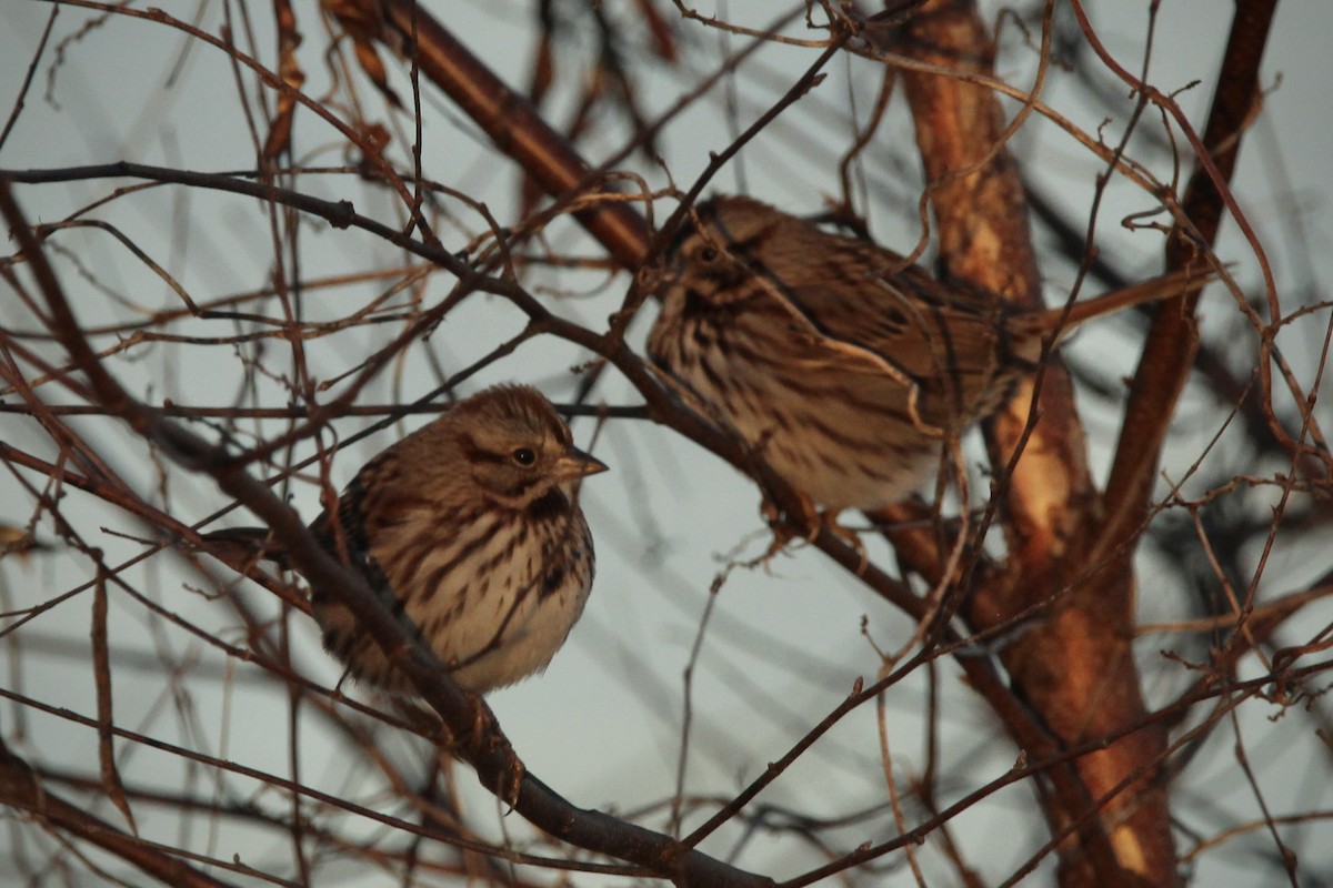 Song Sparrow - ML627835148