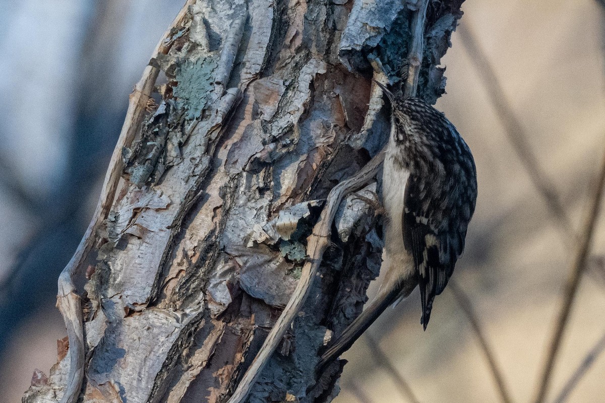 Brown Creeper - ML627835184