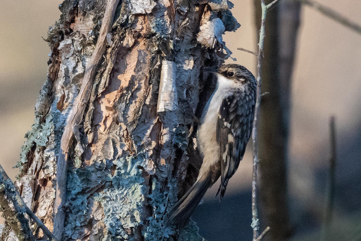 Brown Creeper - ML627835185