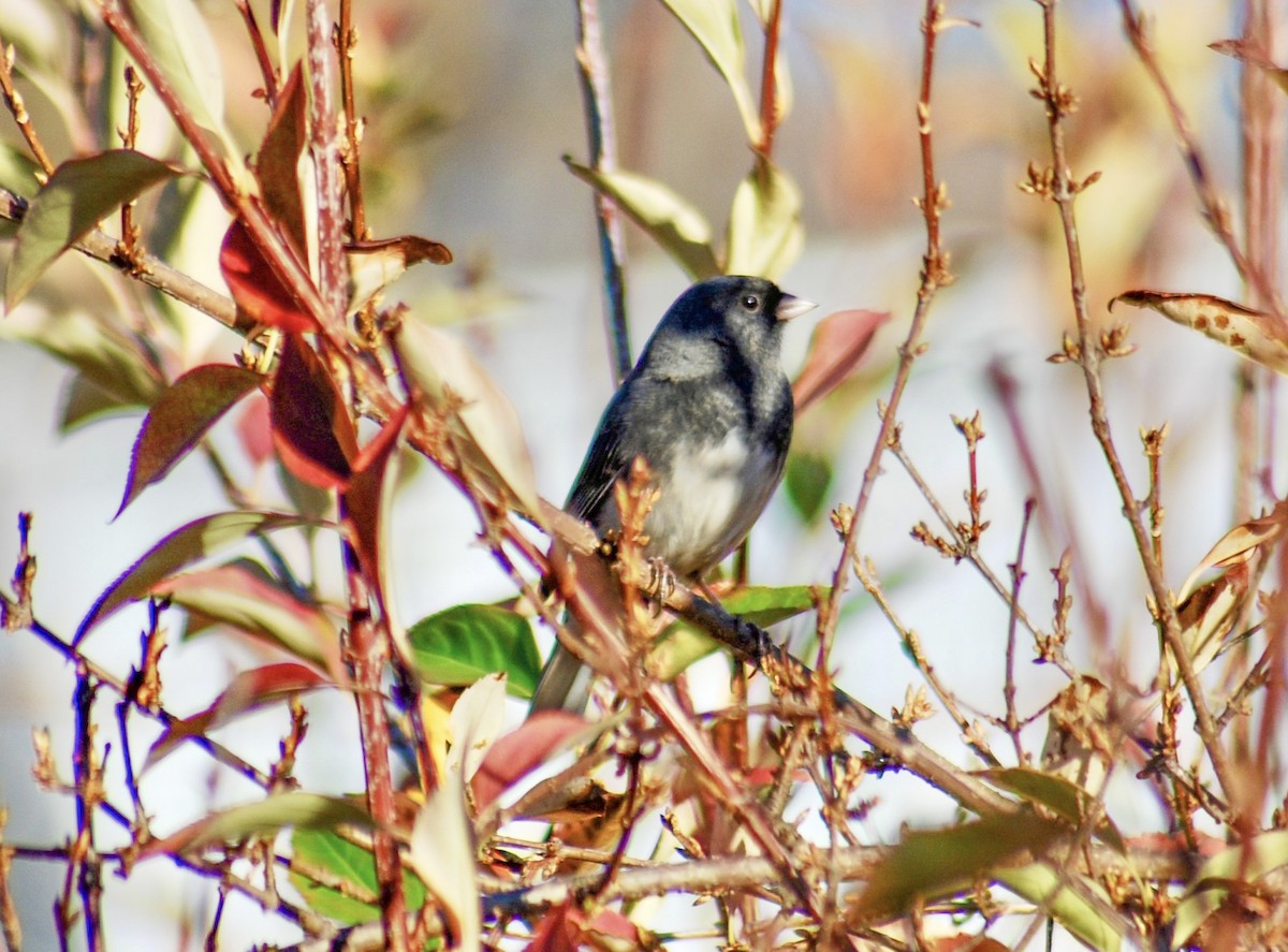 Dark-eyed Junco - ML627835196