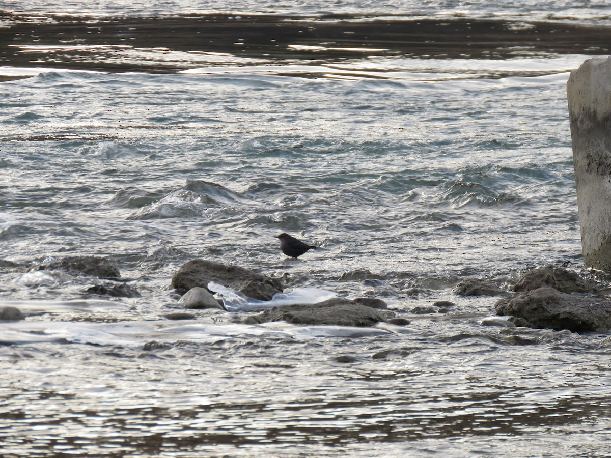 American Dipper - ML627835226