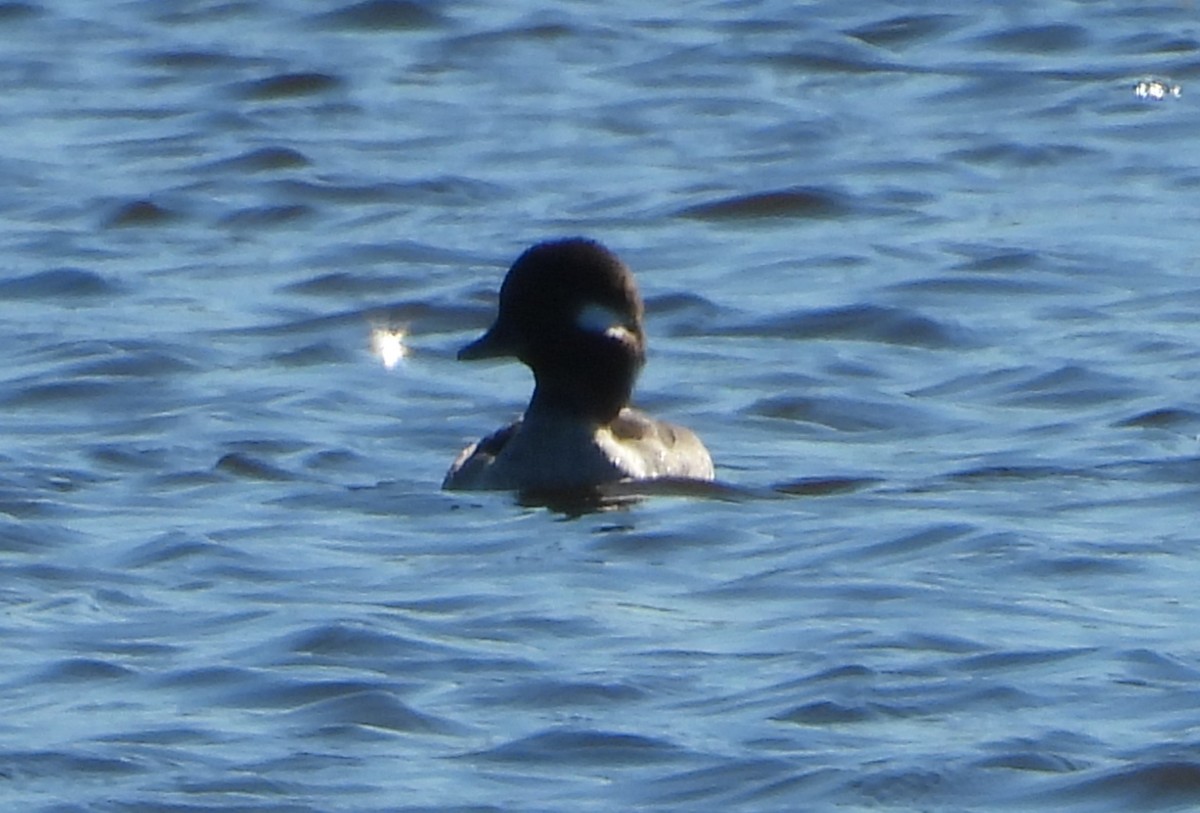 Bufflehead - ML627835255