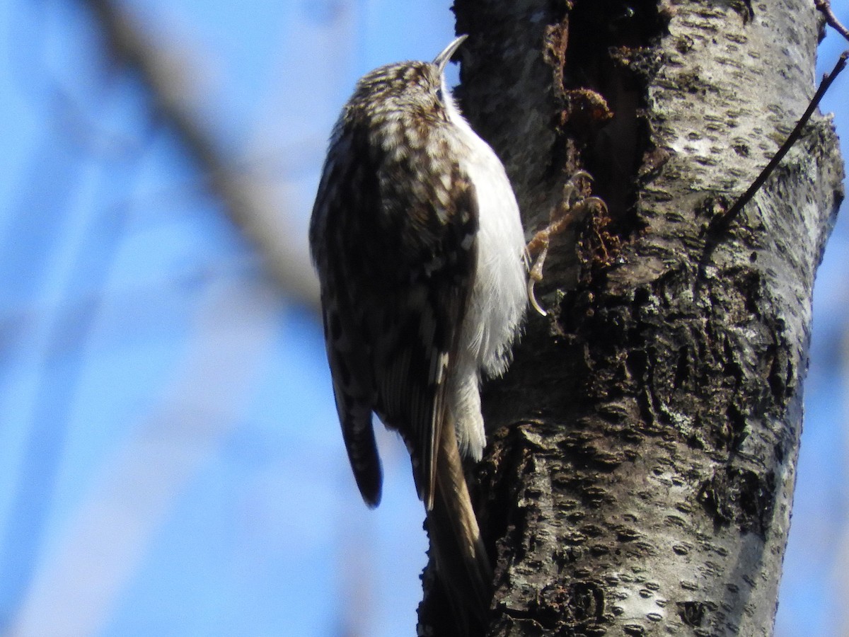 Brown Creeper - ML627835277