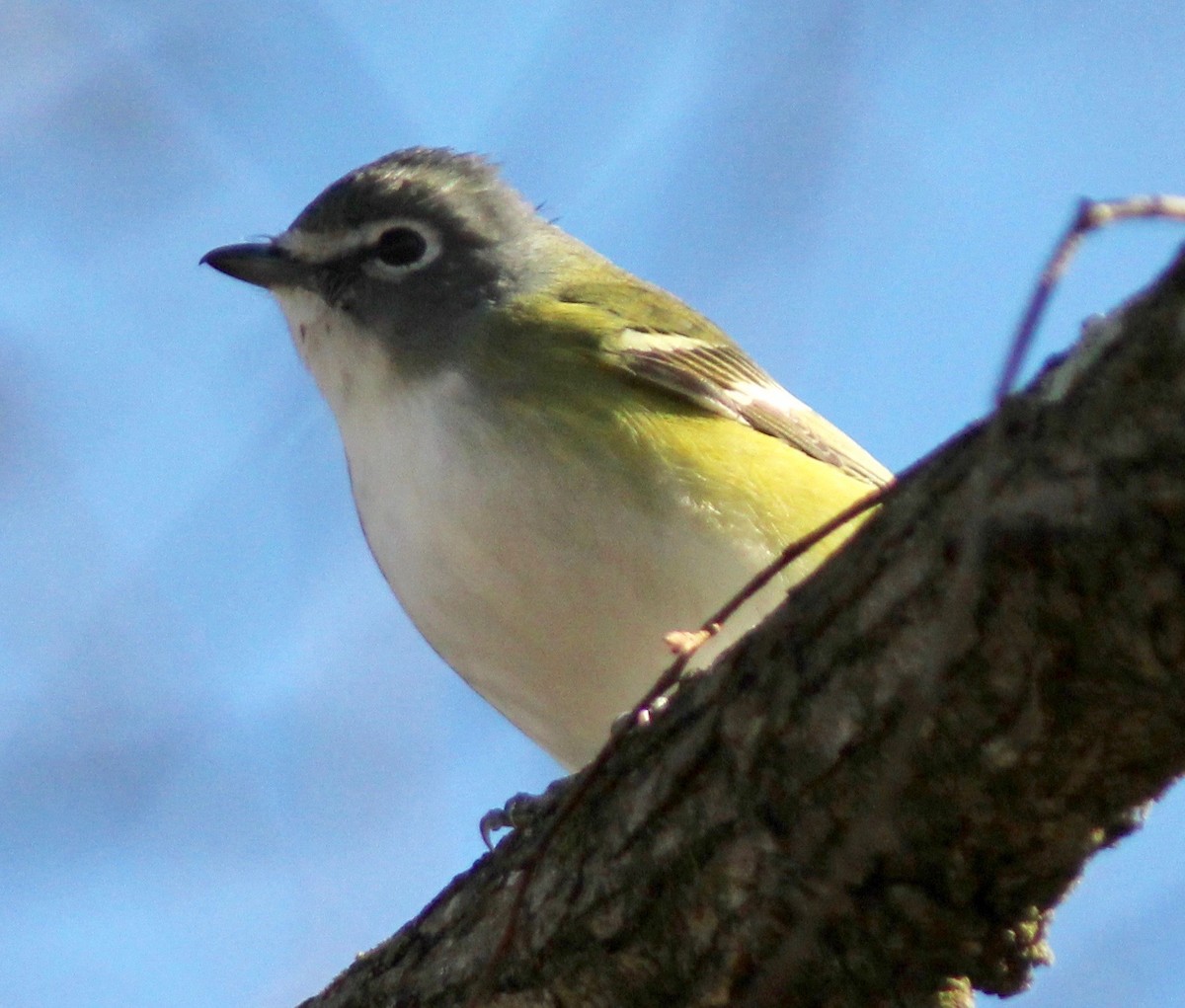 Blue-headed Vireo - ML627835280