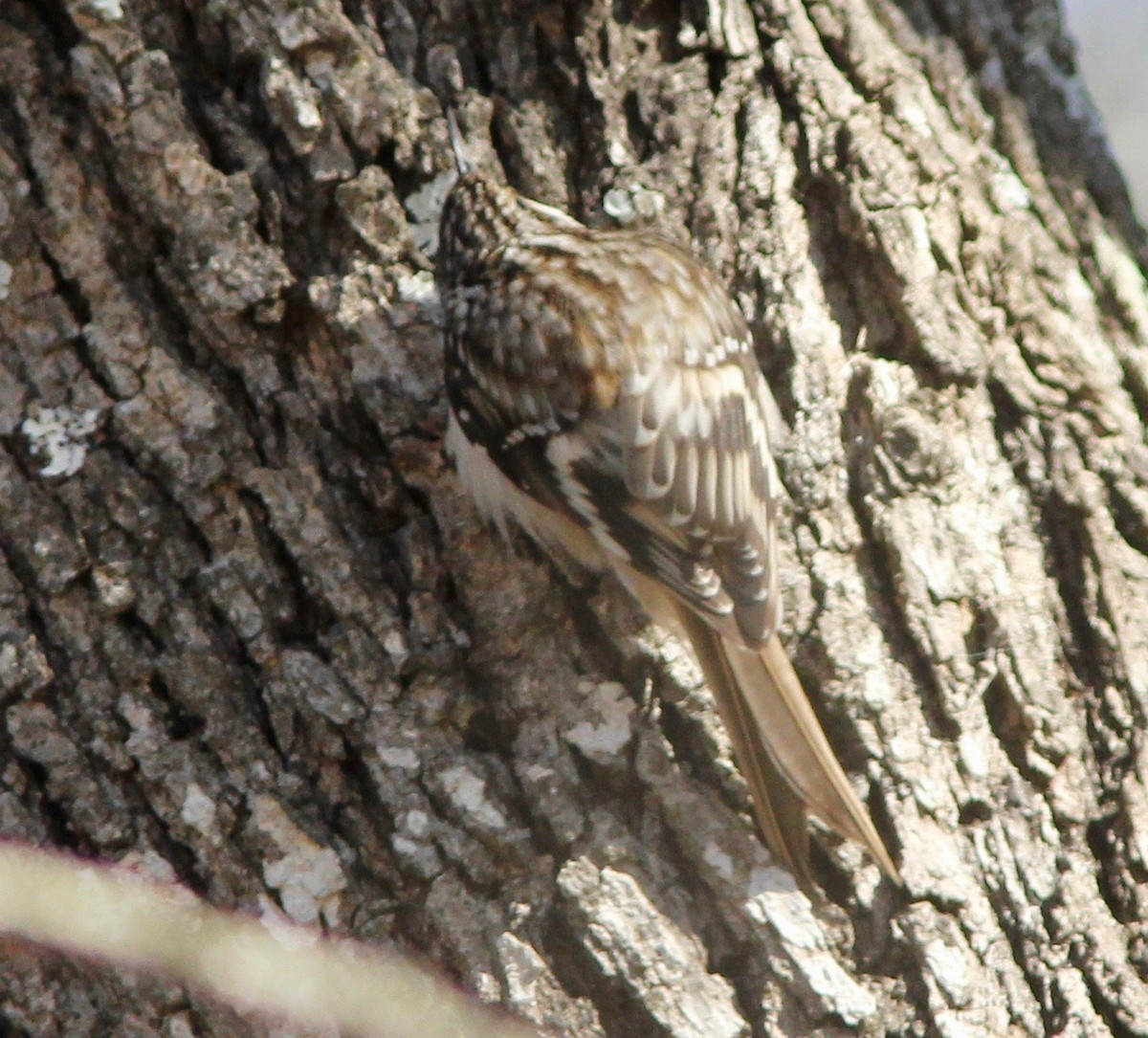 Brown Creeper - ML627835284