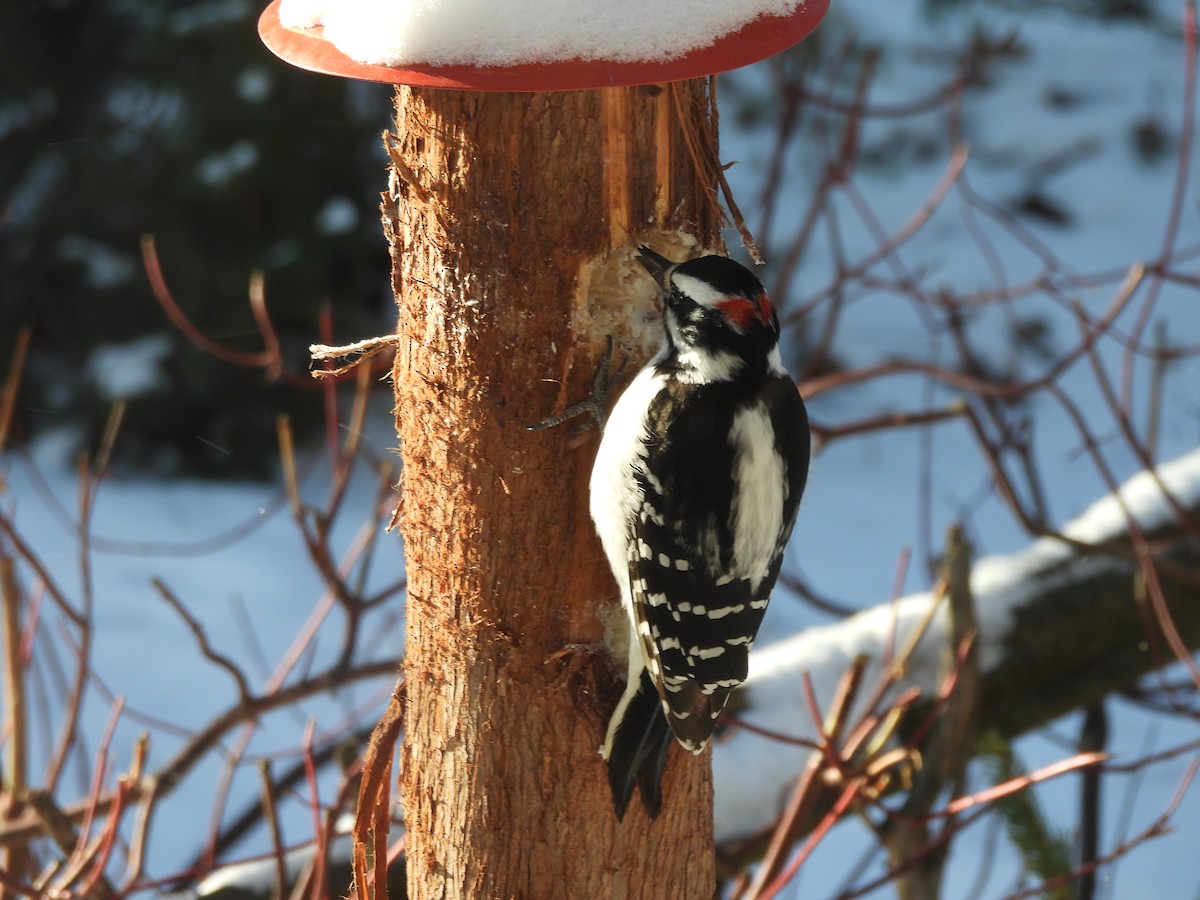 Hairy Woodpecker - ML627835312