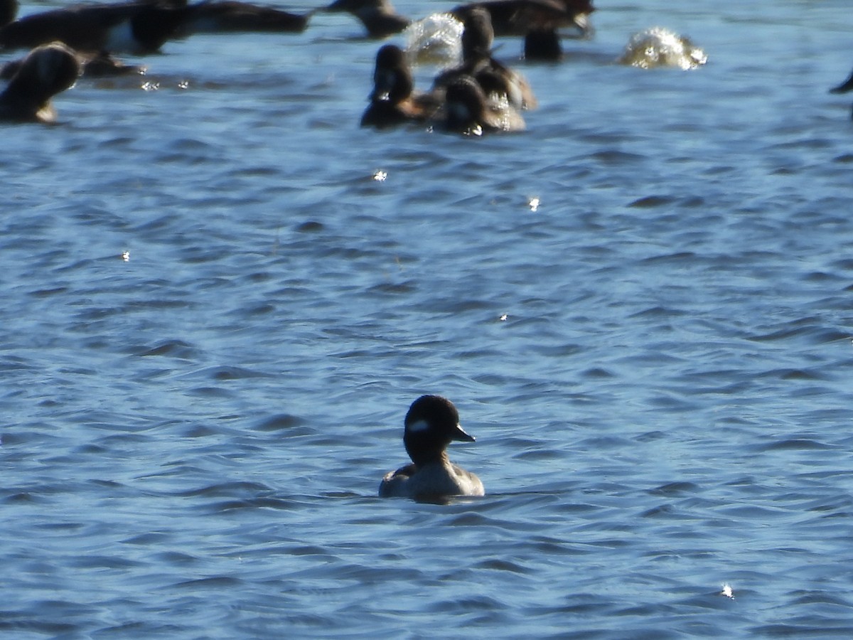 Bufflehead - ML627835335