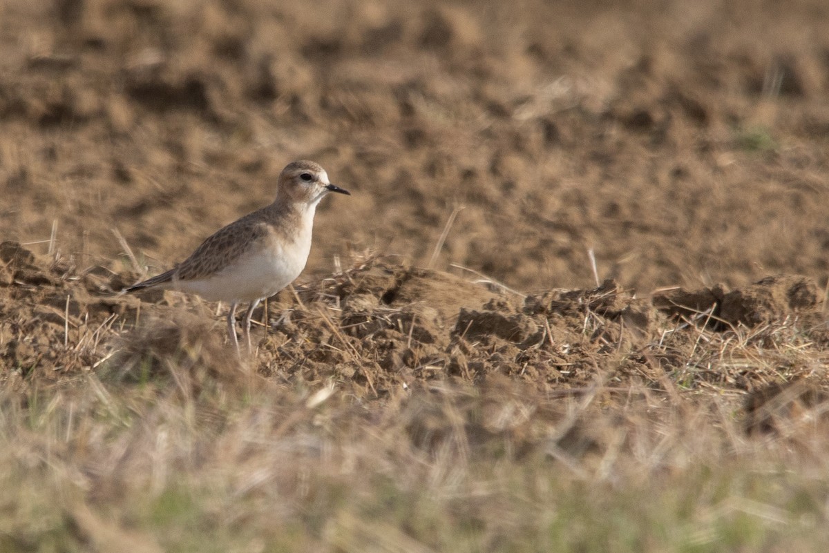 Mountain Plover - ML627835340