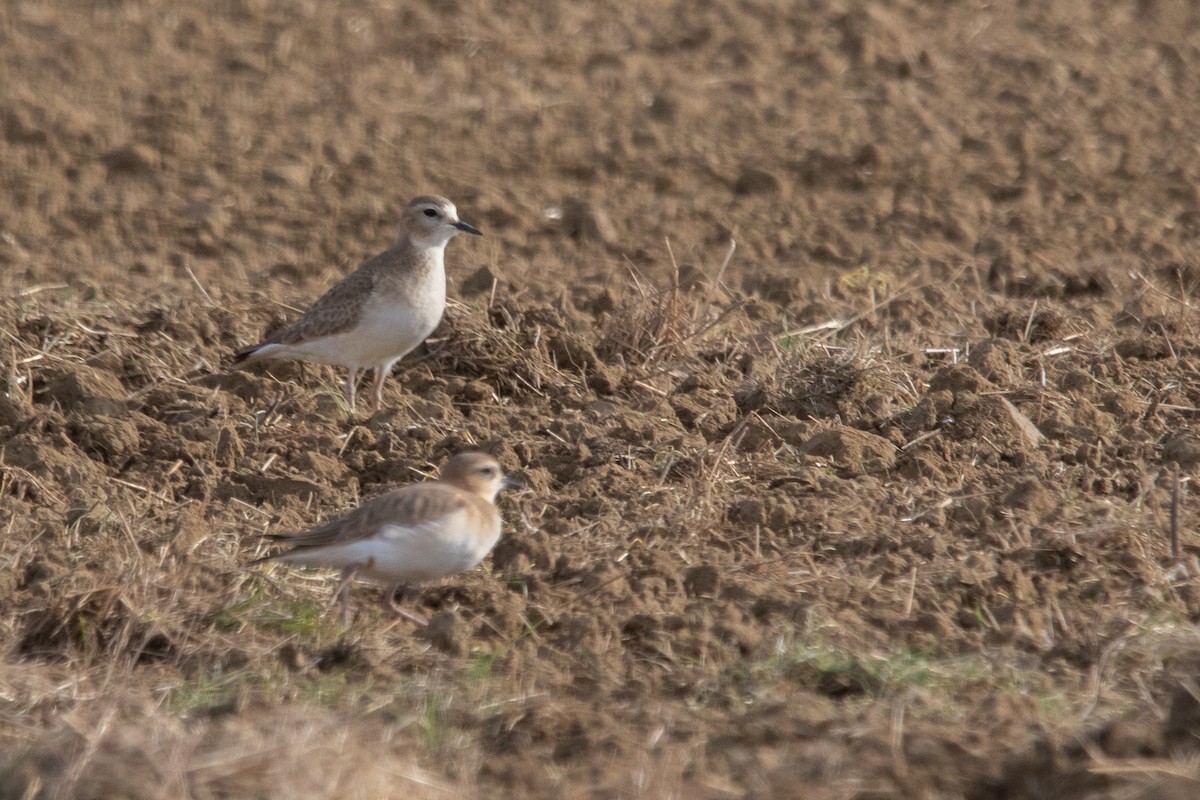 Mountain Plover - ML627835341