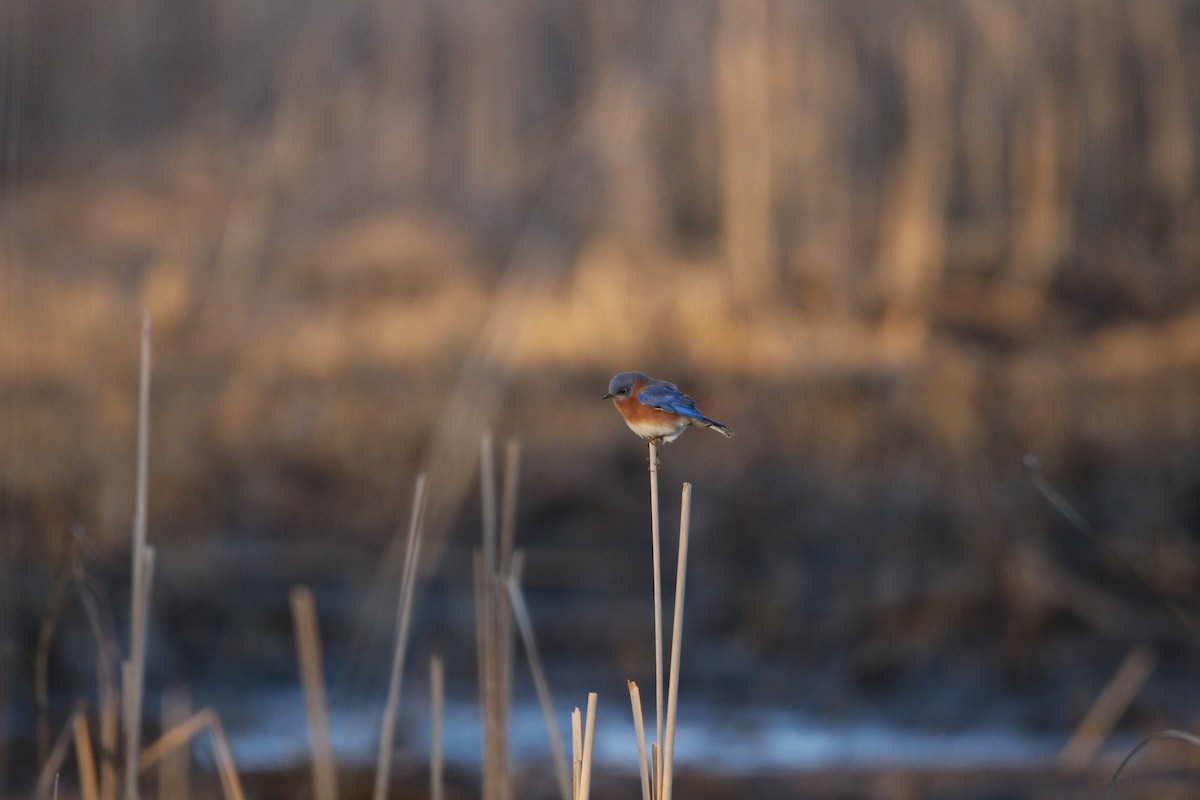 Eastern Bluebird - ML627835355