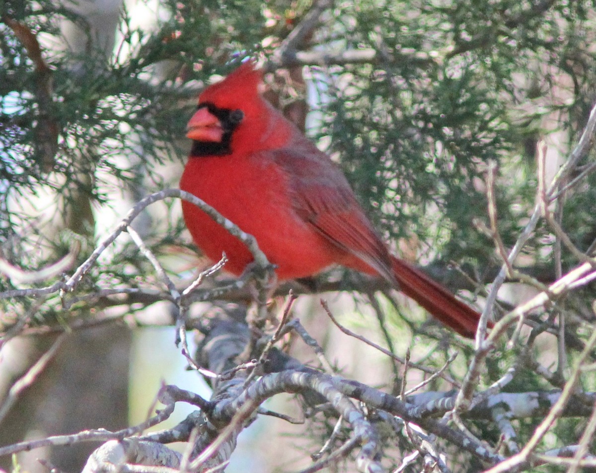 Cardinal rouge - ML627835377