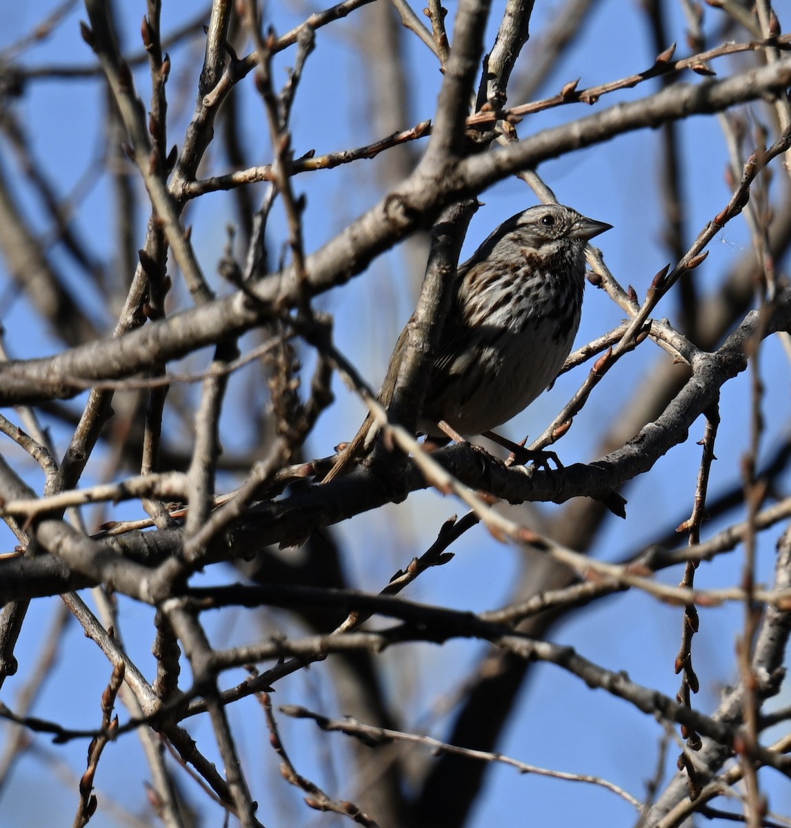 Song Sparrow - ML627835404