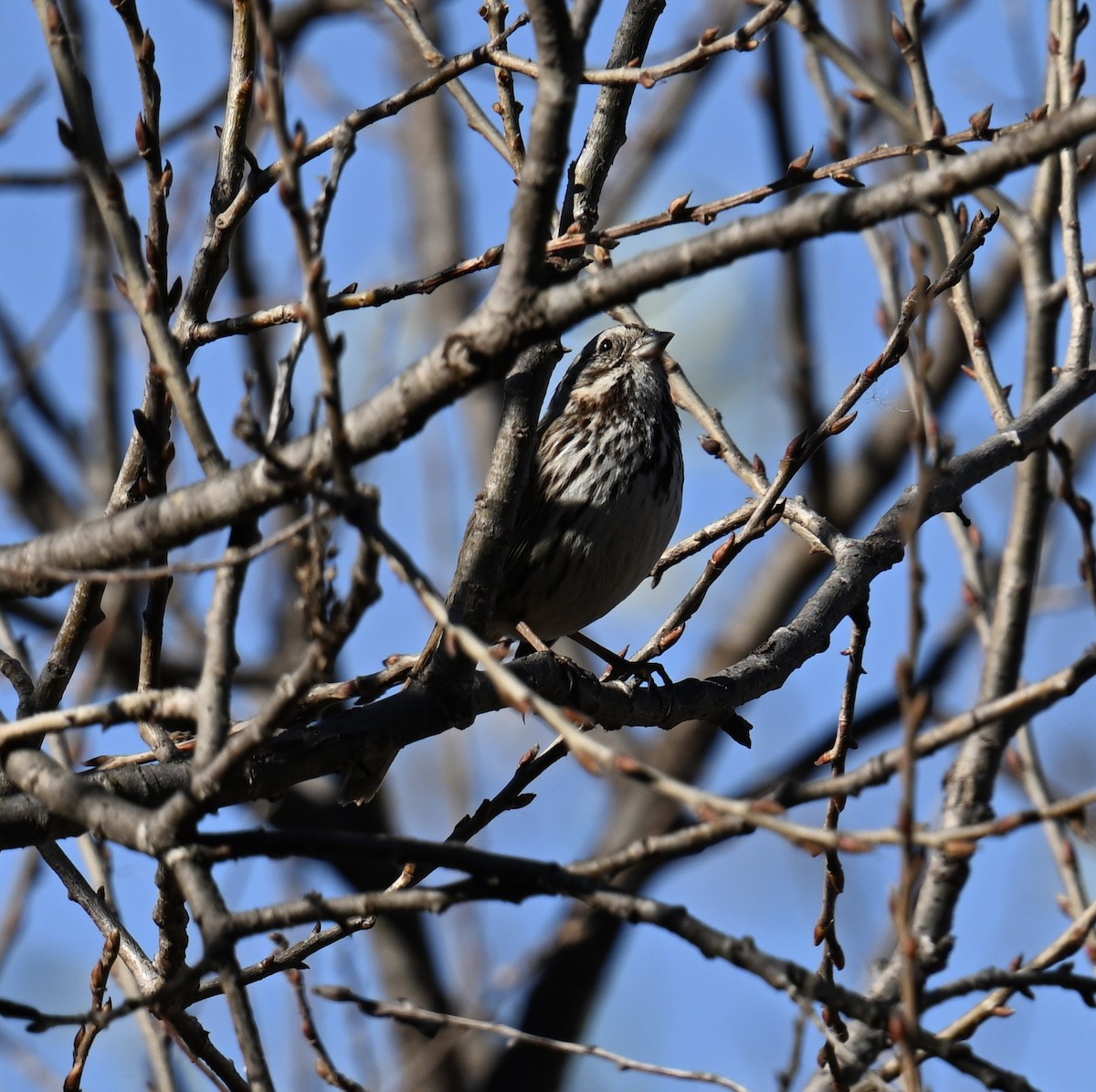 Song Sparrow - ML627835406