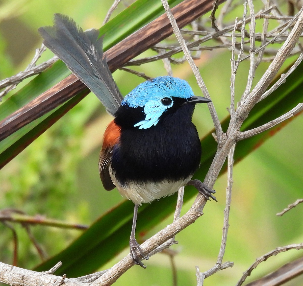 Red-winged Fairywren - ML627835411