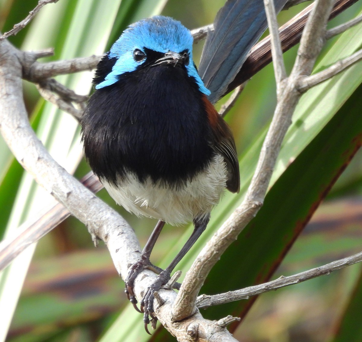 Red-winged Fairywren - ML627835419