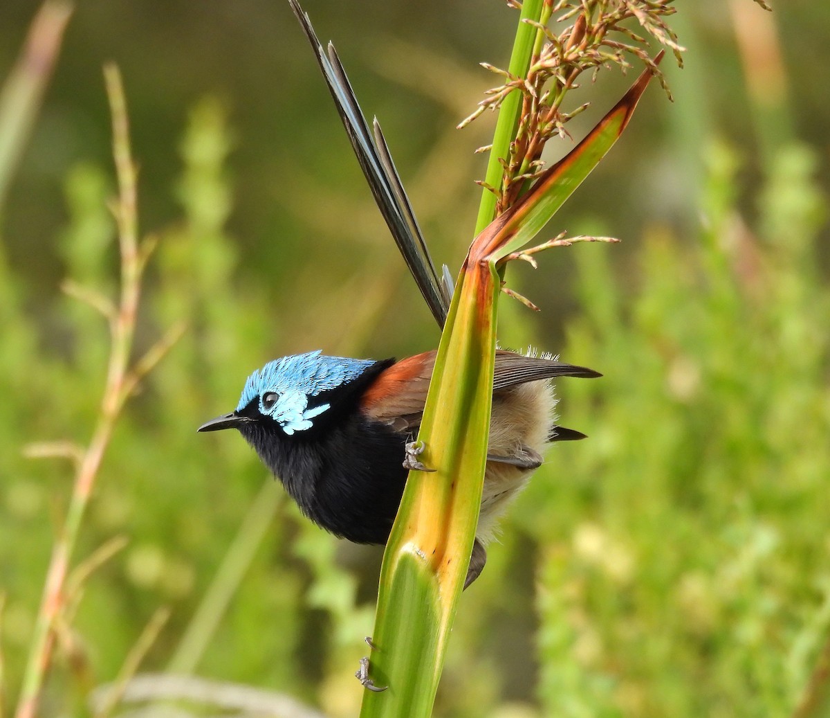 Red-winged Fairywren - ML627835421