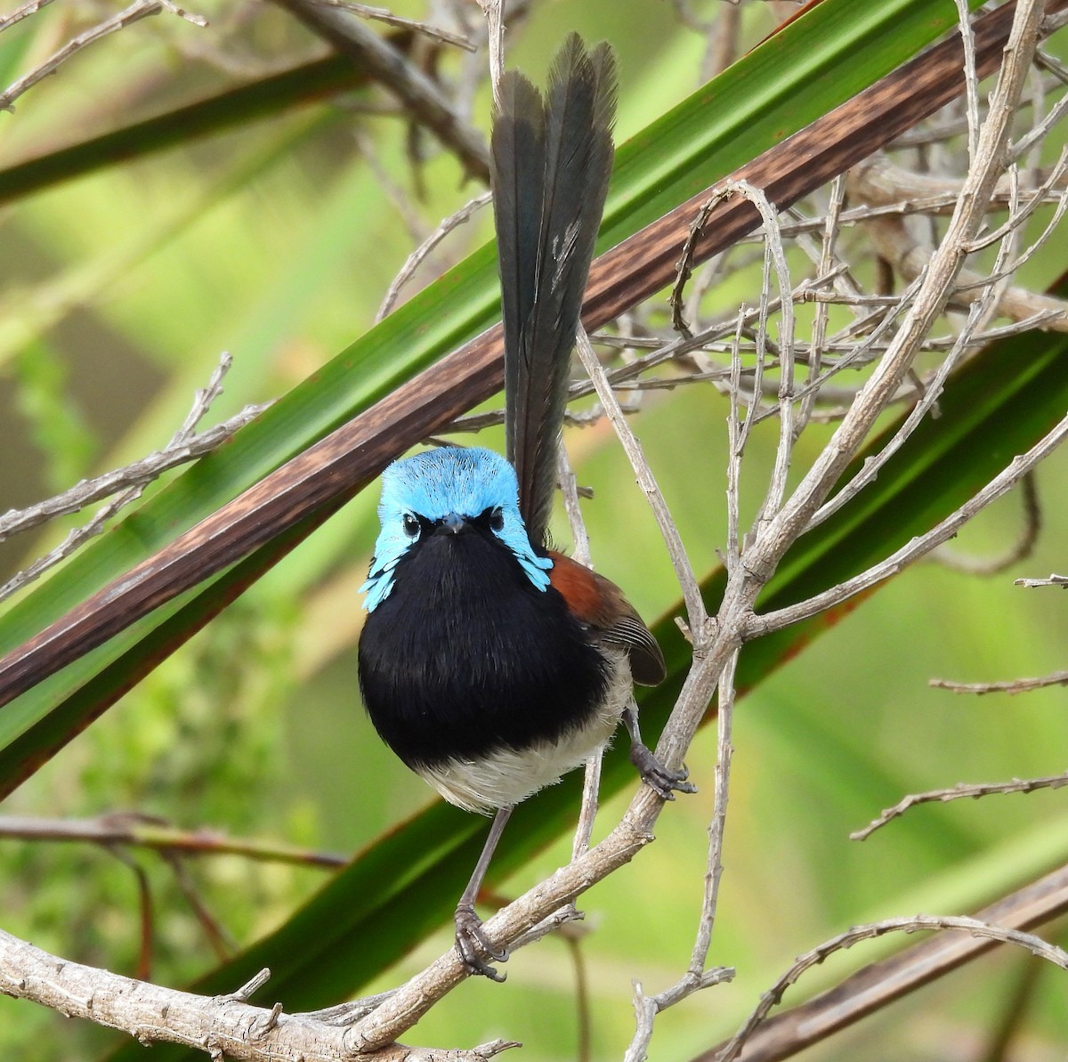 Red-winged Fairywren - ML627835422