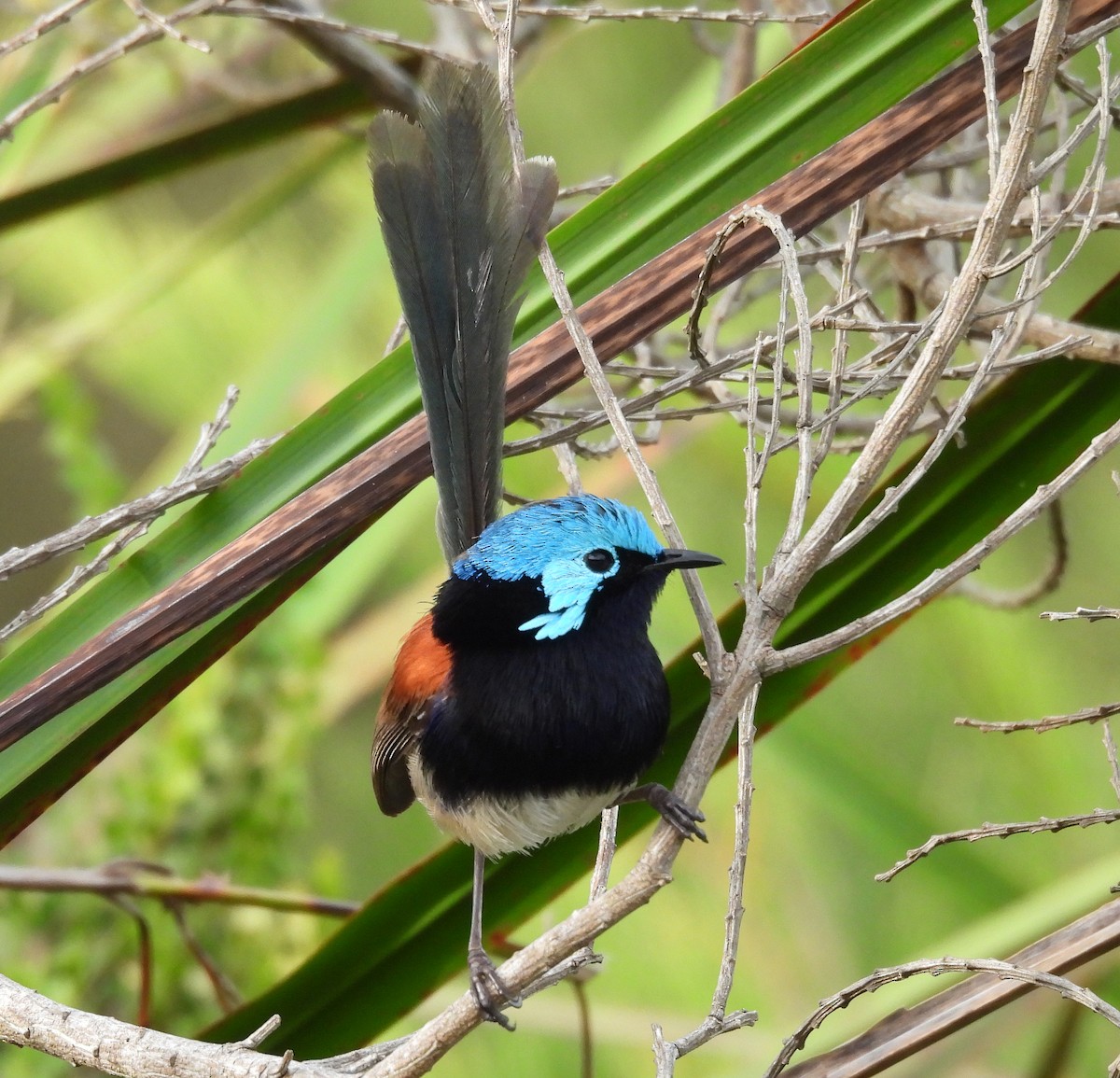 Red-winged Fairywren - ML627835423