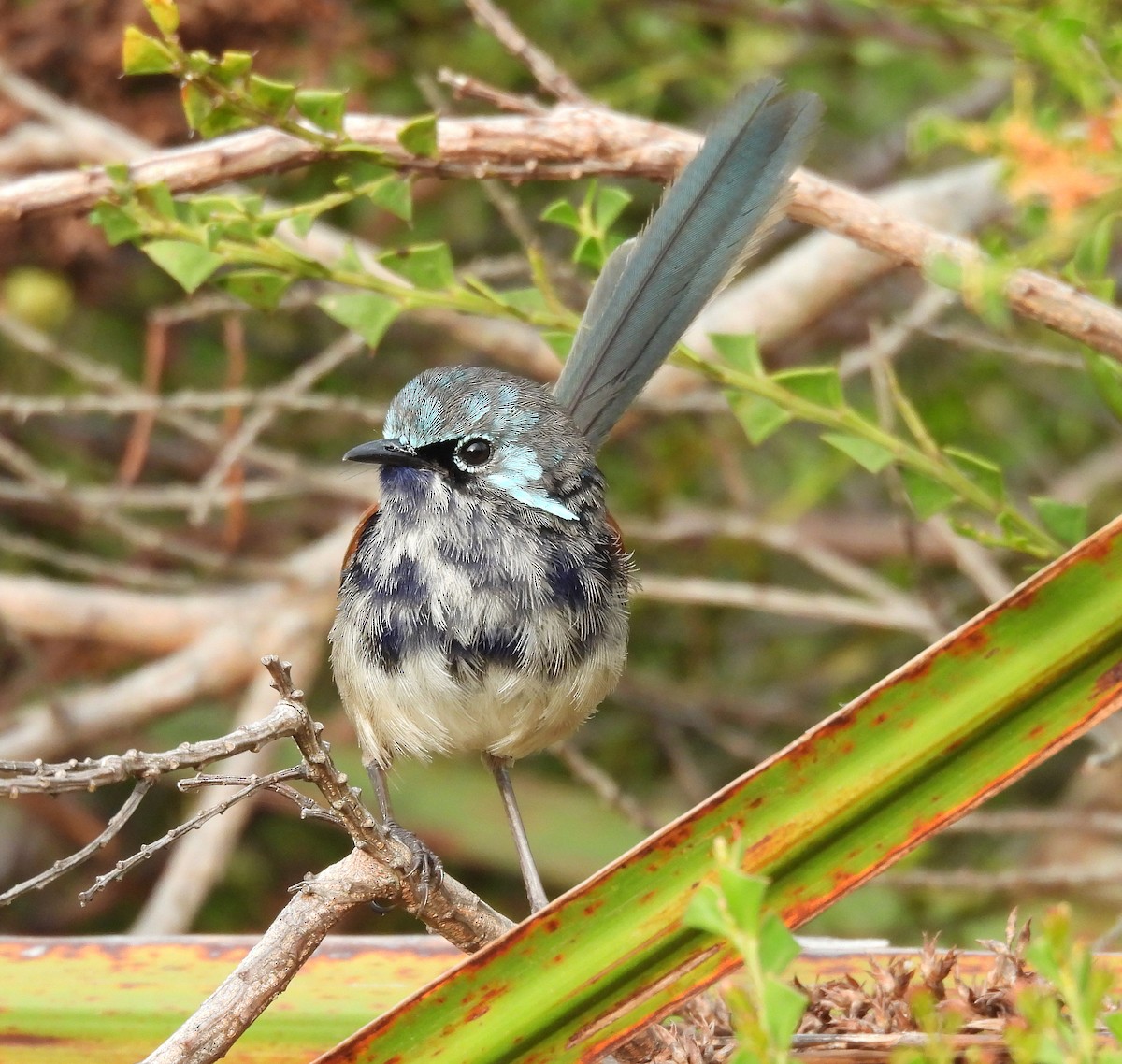 Red-winged Fairywren - ML627835424