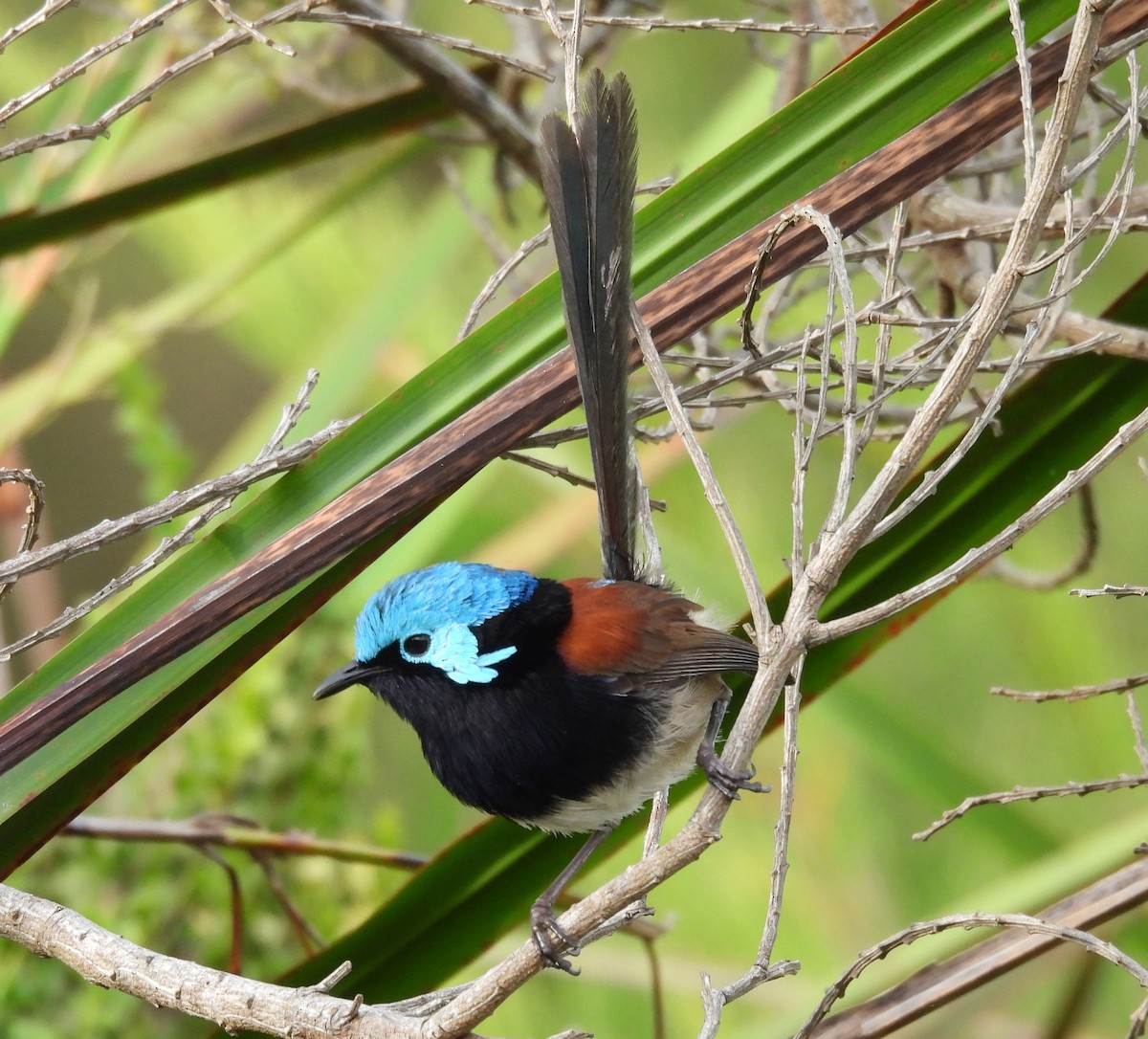 Red-winged Fairywren - ML627835427