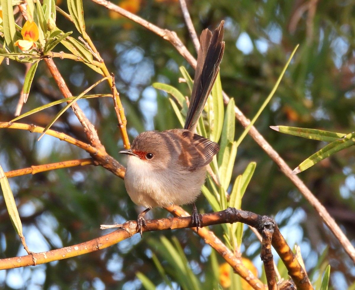 Red-winged Fairywren - ML627835428