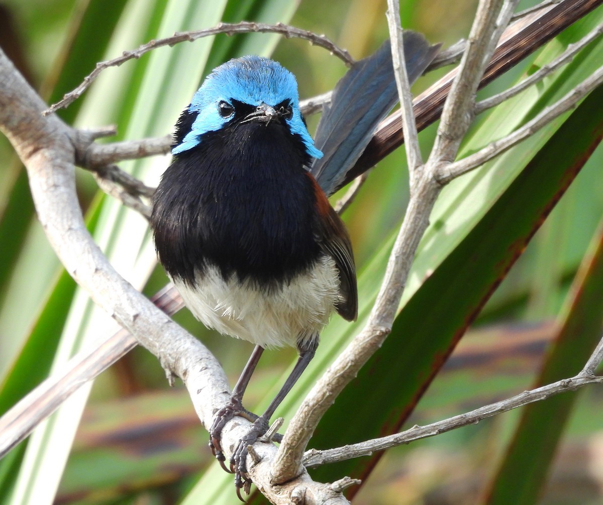 Red-winged Fairywren - ML627835429