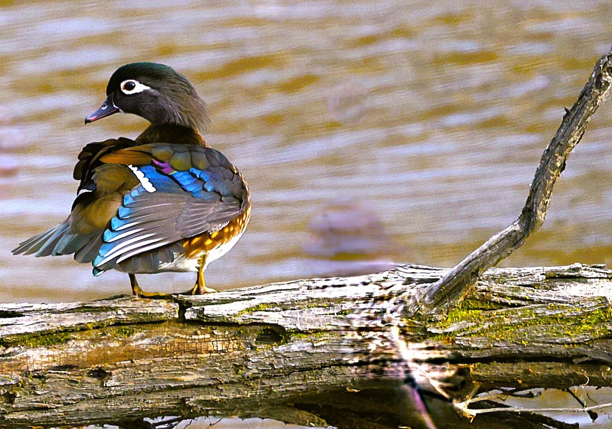 Wood Duck - ML627835441