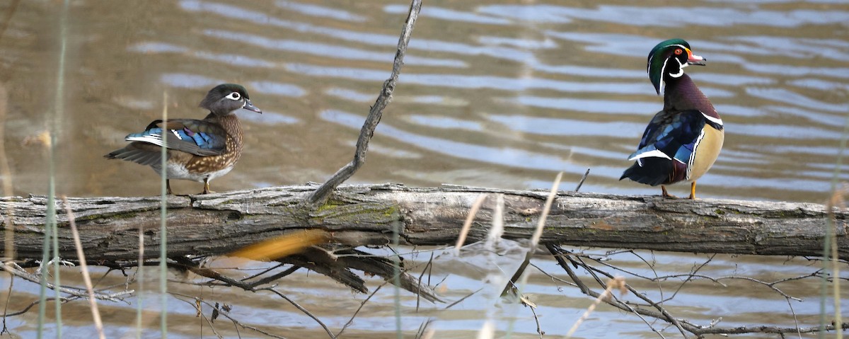 Wood Duck - ML627835447