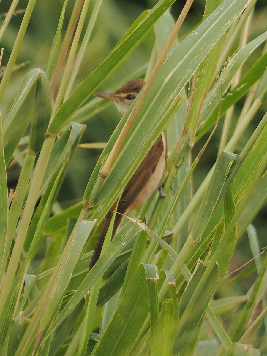 Oriental Reed Warbler - ML627835470