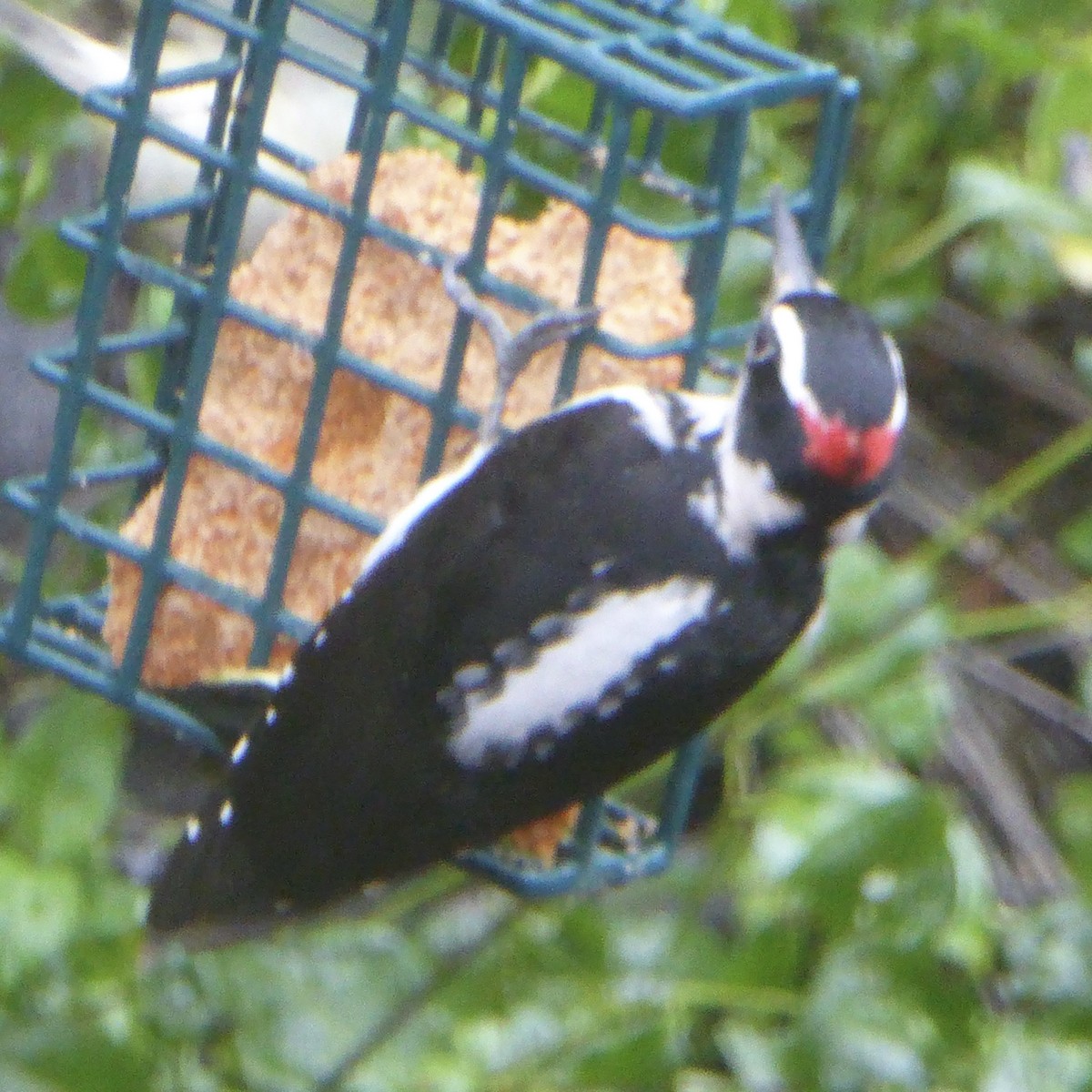 Hairy Woodpecker - ML627835498