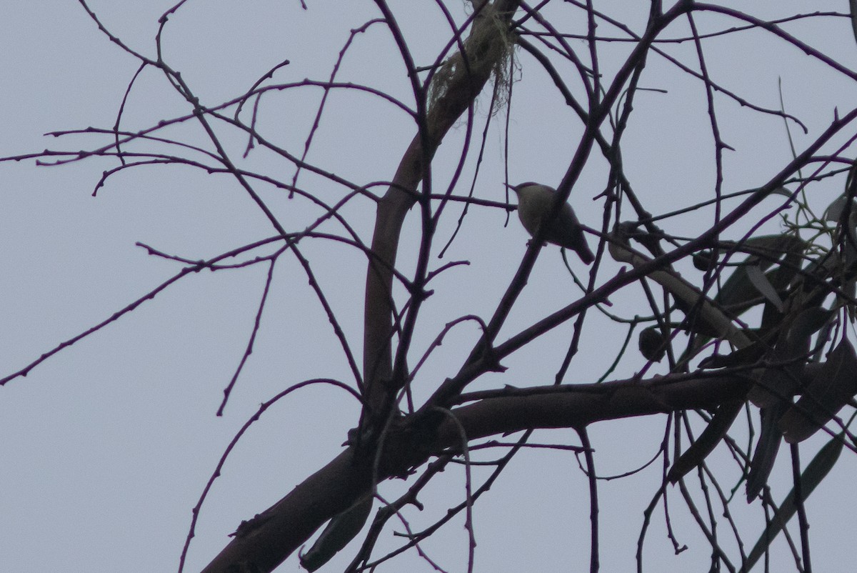 Pygmy Nuthatch - ML627835500