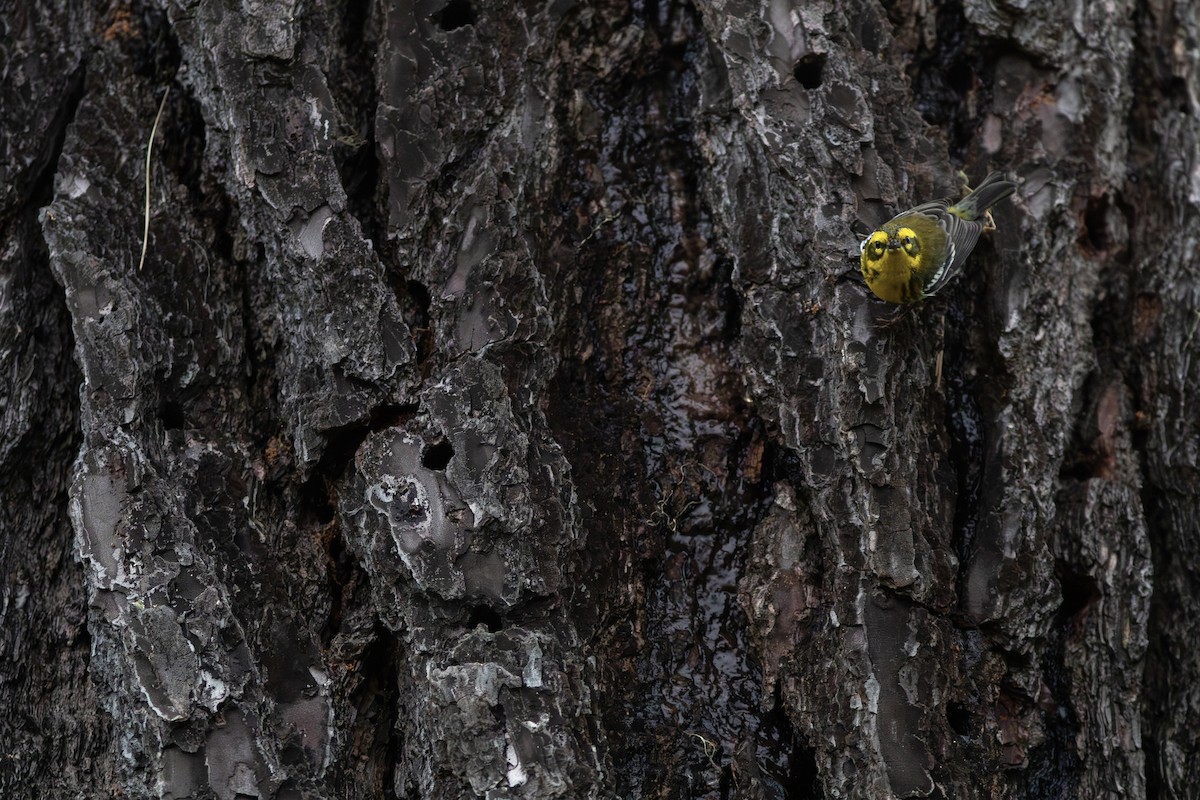 Townsend's Warbler - ML627835509