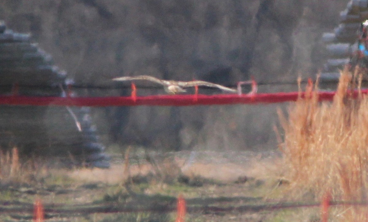 Buteo sp. - ML627835526