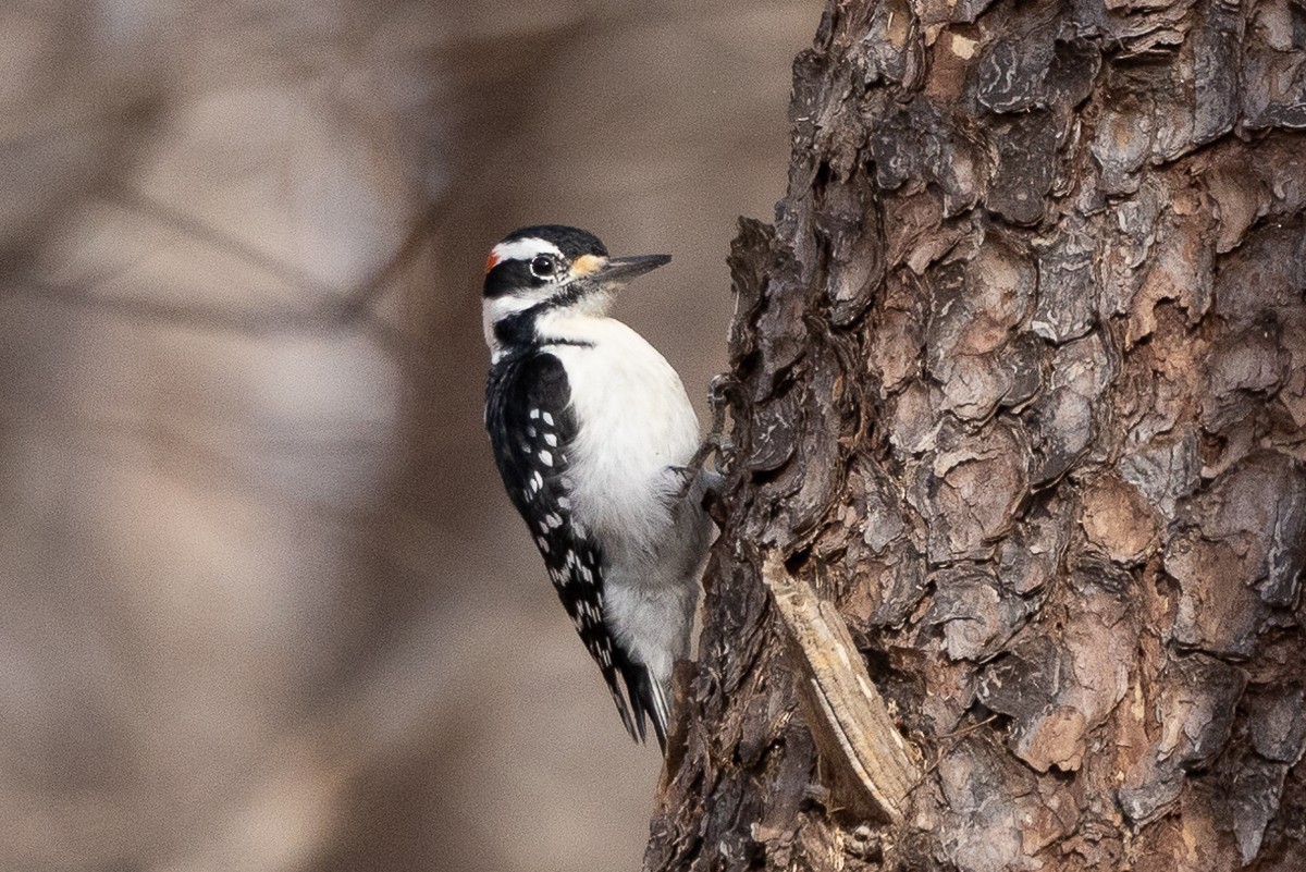 Hairy Woodpecker (Eastern) - ML627835534