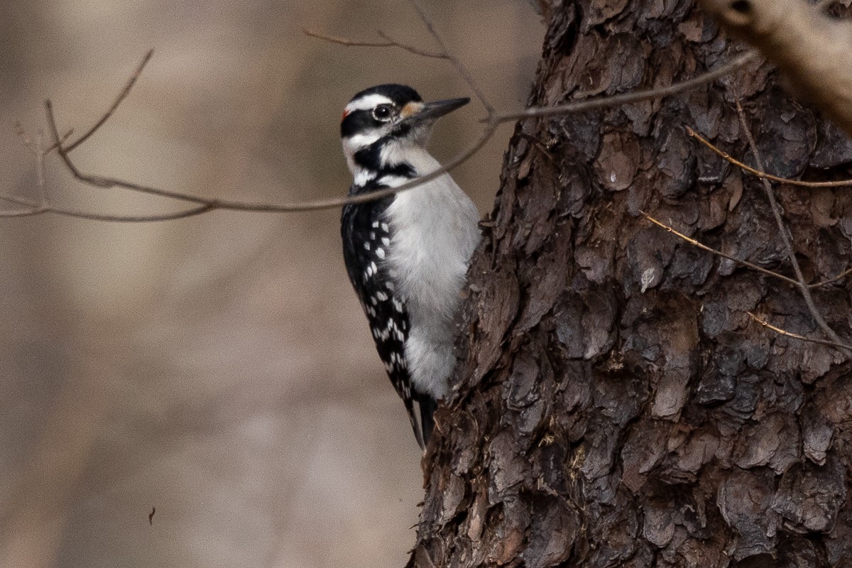 Hairy Woodpecker (Eastern) - ML627835535