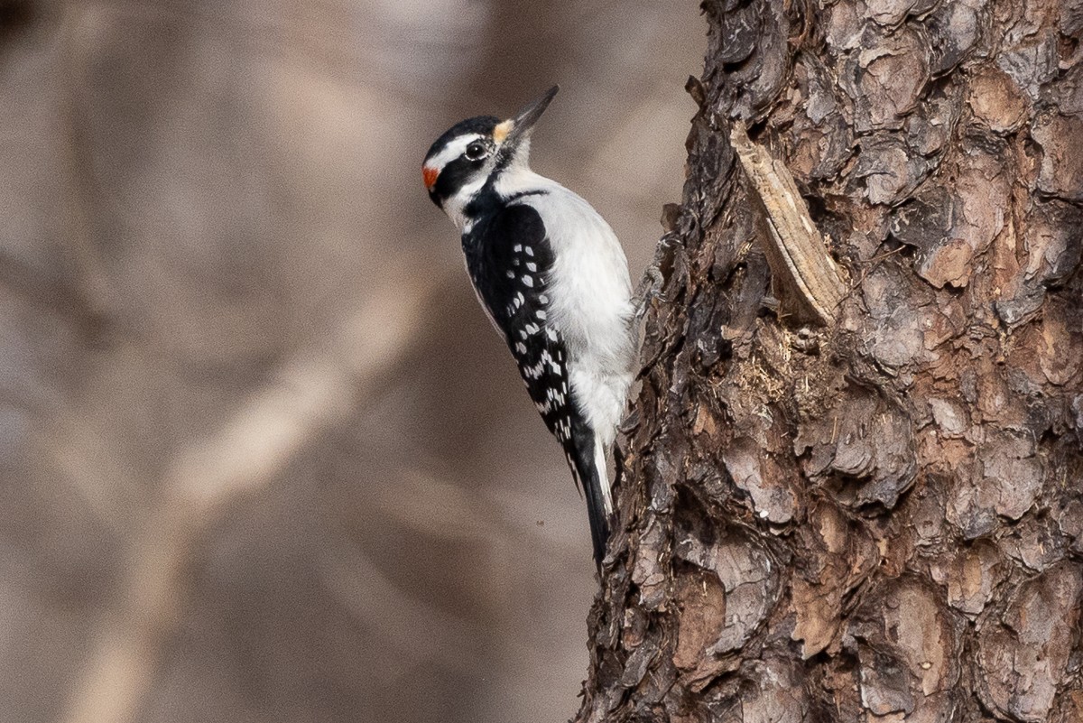 Hairy Woodpecker (Eastern) - ML627835537