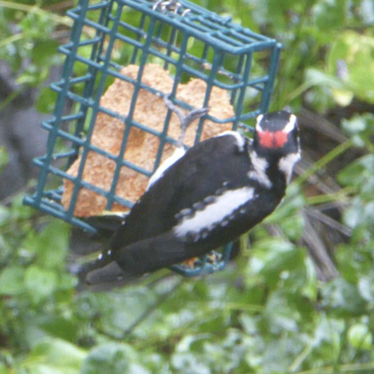 Hairy Woodpecker - ML627835545