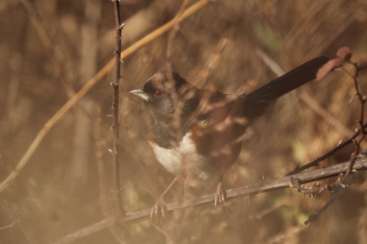 Eastern Towhee - ML627835548