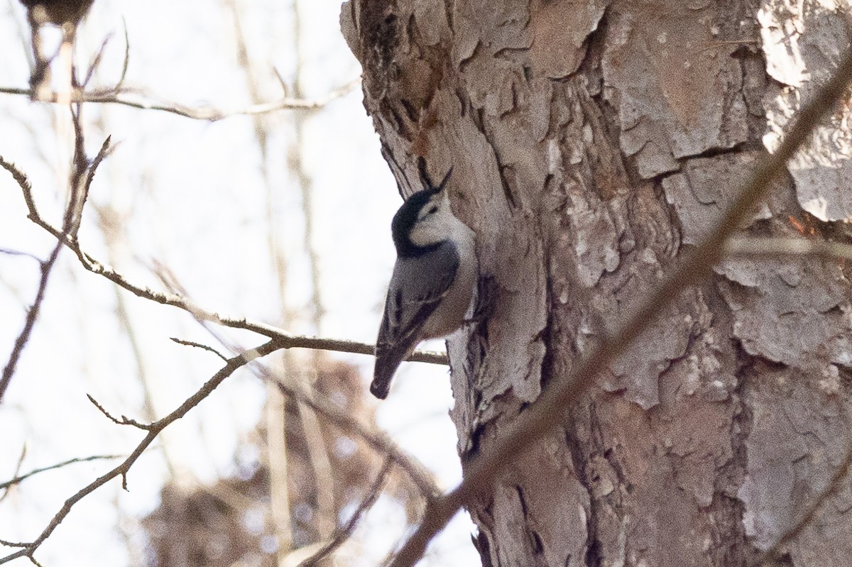 Каролинский поползень (carolinensis) - ML627835575