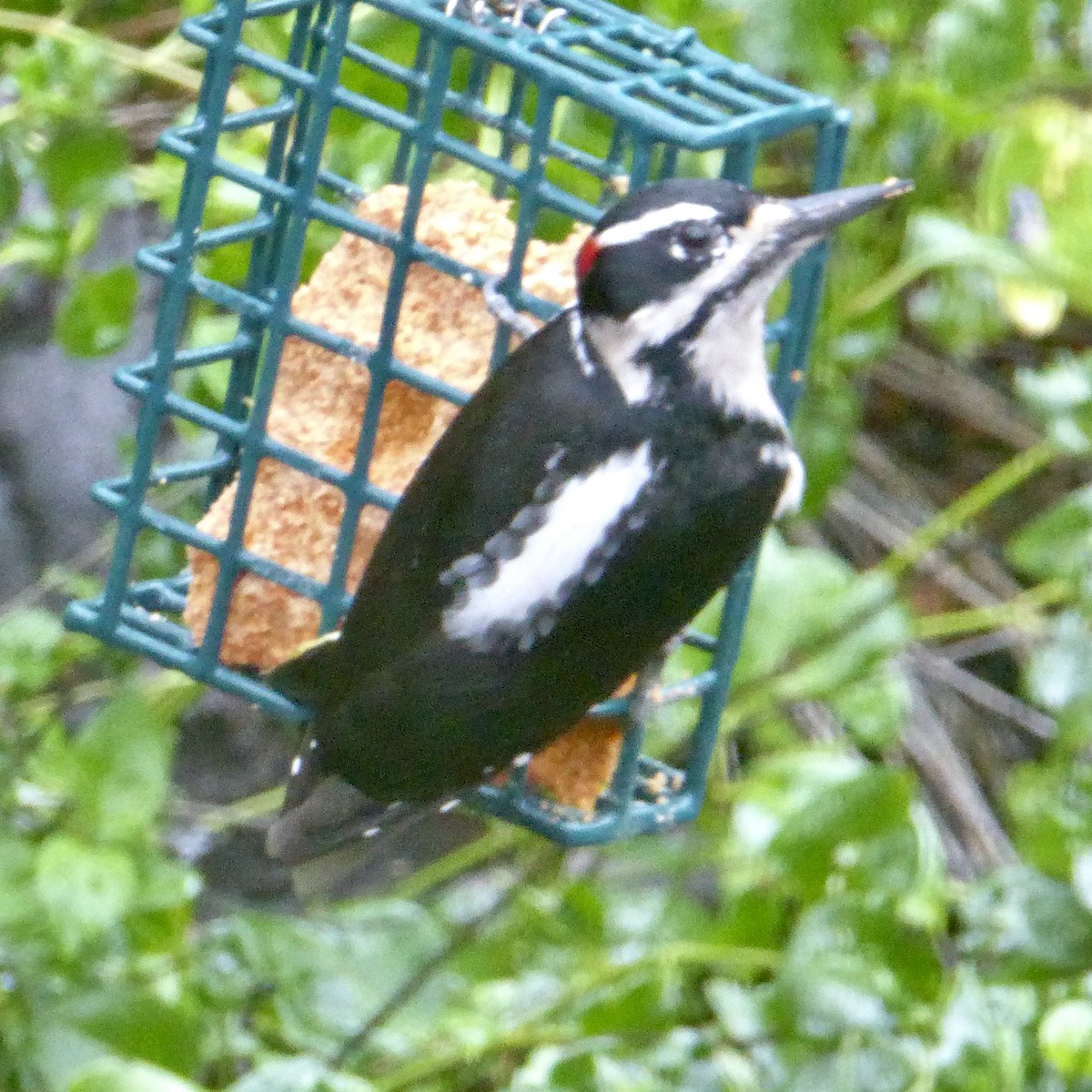 Hairy Woodpecker - ML627835583